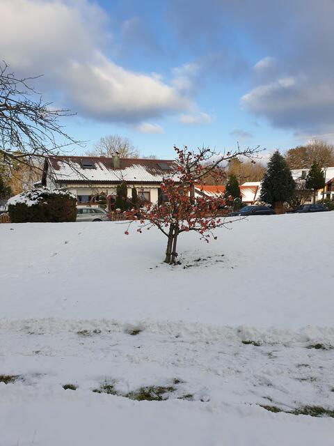 Ein Apfelbaum mit Früchten für die Vögel