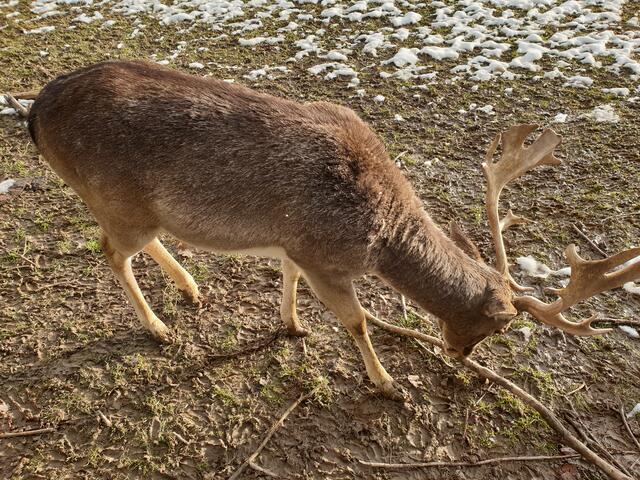 Erster Schnee am 07.01.2021 am Damwildgehege