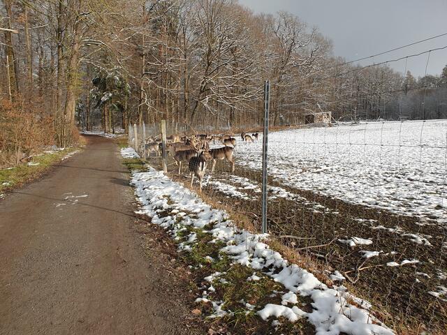 Erster Schnee am 07.01.2021 am Damwildgehege