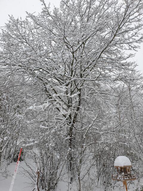 Schneefall am 12.01.2021