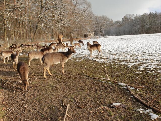 Erster Schnee am 07.01.2021 am Damwildgehege