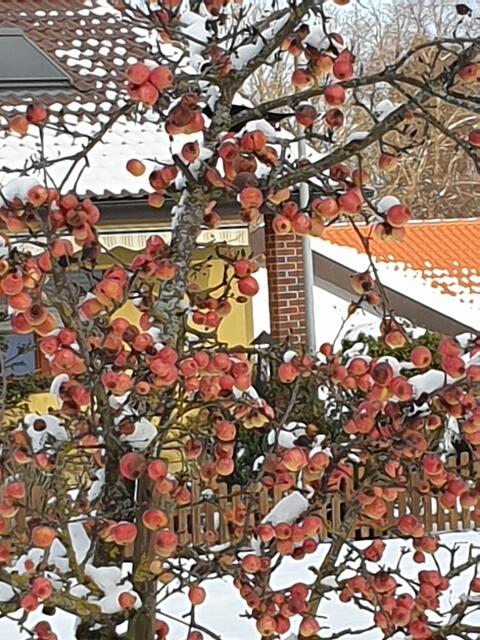 Ein Apfelbaum mit Früchten für die Vögel, wer findet den Vogel?