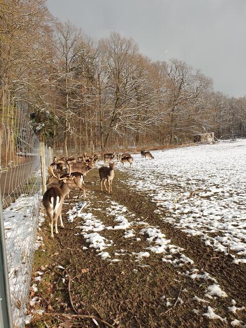 Erster Schnee am 07.01.2021 am Damwildgehege