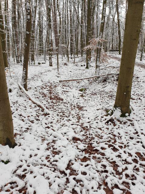 Erster Schnee am 07.01.2021, Graben und Wall des Limes im Wald zwischen dem Sechseckturm und dem Limesblick