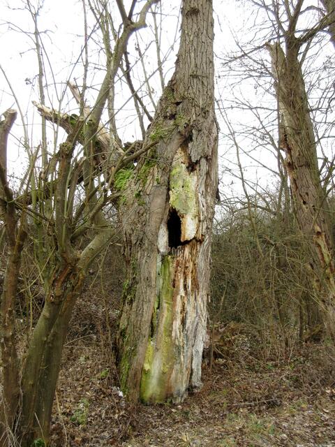 Was dieser Baum wohl erzählen könnte? Er ist innen hohl und bietet bestimmt noch vielen Lebewesen eine Heimat.