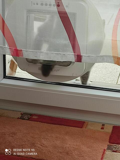 Den Schwanz nehm ich auch noch mit. Zum Glück ist die Katzenklappe so leicht, dass es überhaupt nicht weh tut wenn ich den Schwanz durchziehen muss. | Foto: Daniela Somers