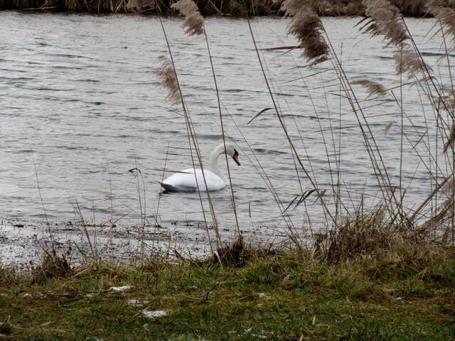 Der Schwan im See