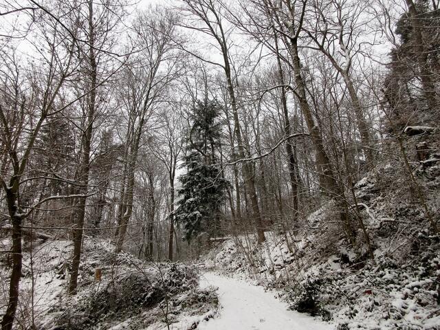 Nochmal ein zauberhafter Winterwald am 27. Januar rund um das Jägerhaus