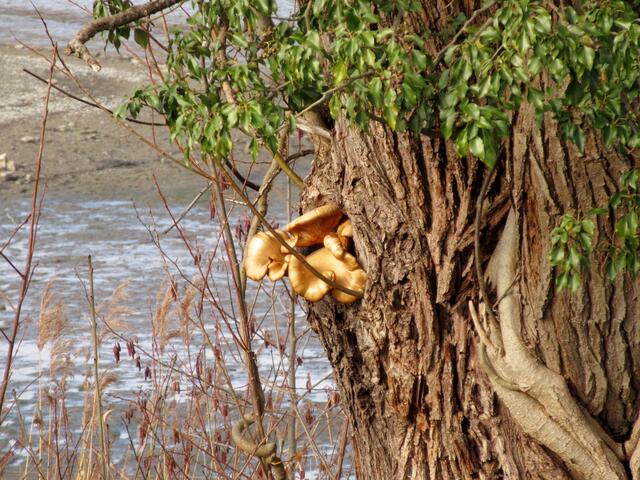 Farbpunkt, goldener Pilz