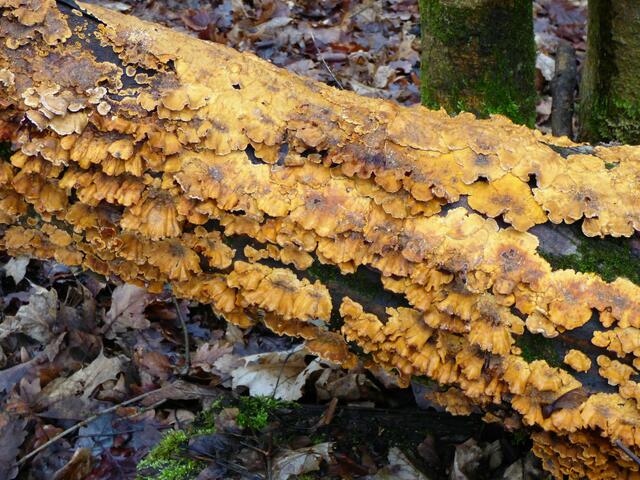 Der Pilzbewuchs sieht richtig kunstvoll aus.