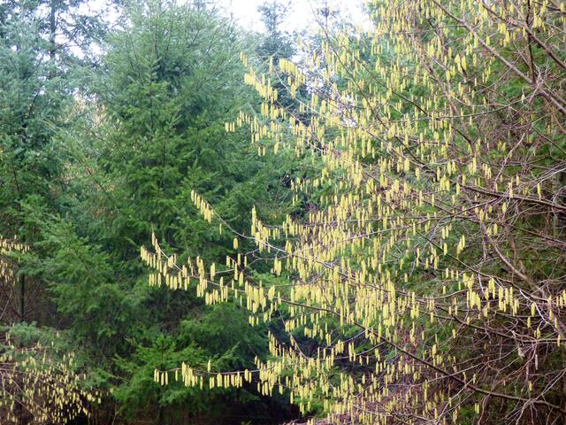 Leuchten sie nicht wunderbar gelb diese Haselwürstchen?