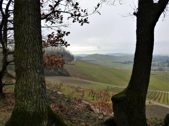 Zwischen den Bäumen immer wieder herrliche Ausblicke.