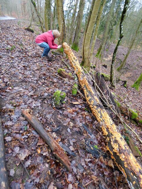 Ein Baumstamm, über und über mit gelben Pilzen bewachsen. Er bietet den Pilzen einen guten Lebensraum.
