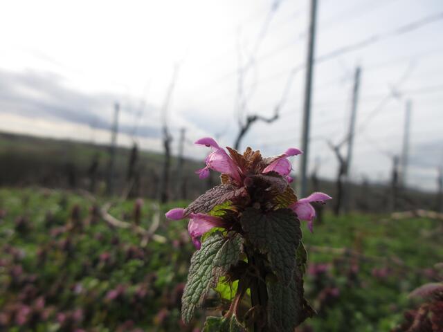 Die Purpurrote Taubnessel sollte eigentlich erst im März blühen. Das Heilkraut wird überwiegend in der Frauenheilkunde eingesetzt.