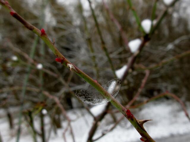 Zart und vergänglich, nur noch ein wenig Gerippe von der gefrorenen Seifenblase, aber der Frühling im Ast