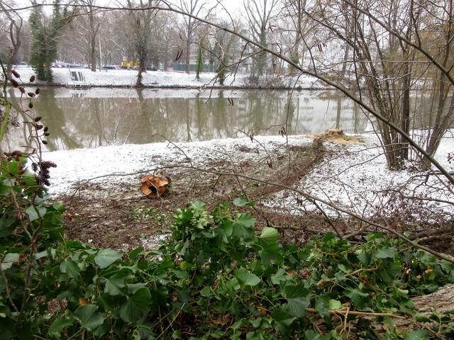 Alexander sang: "Mein Freund der Baum..."