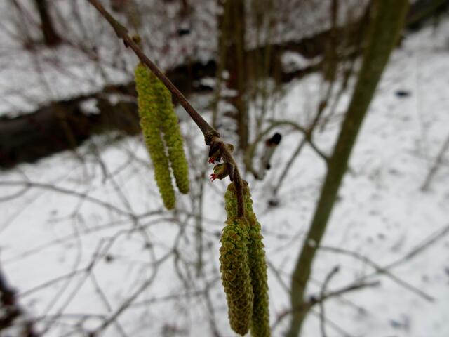 Weibliche (rot) und männliche Blüten an der Hasel