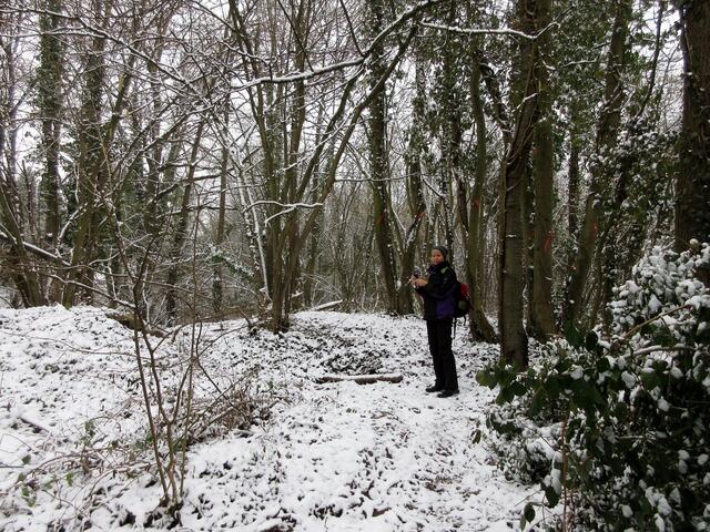 Hier sind ab morgen die Wege gesperrt, das Eschentriebsterben führt zu Baumfällarbeiten.