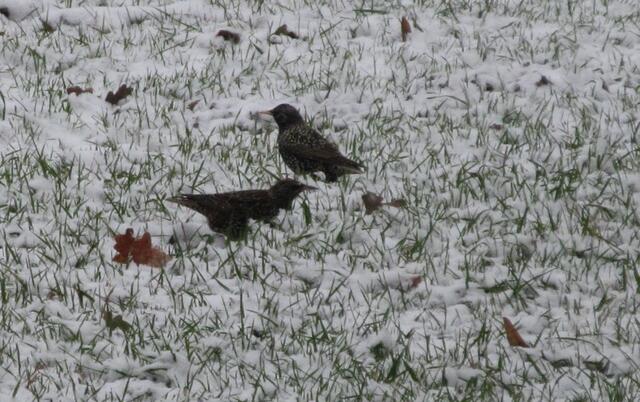 und Stare. Alle haben es schwer im Schnee