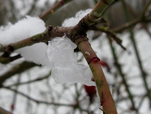 Oder wenn sie gefroren platzen, bleibt so die Hülle...