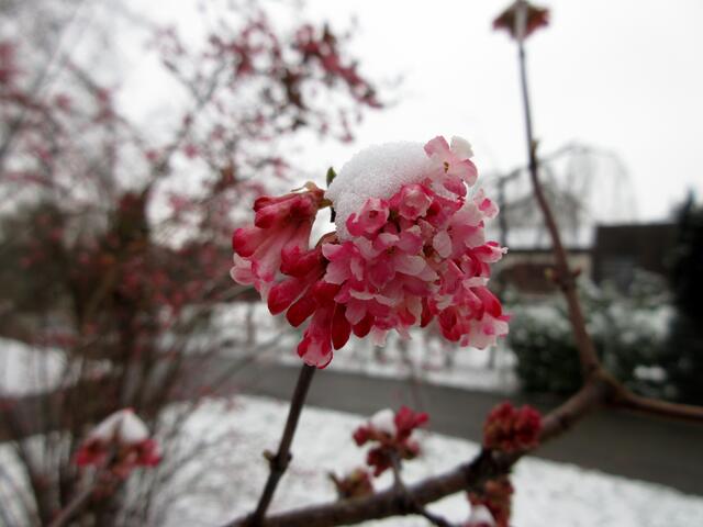 Der Duftschneeball sorgt für farbliche Abwechslung im Grau des Wintertages
