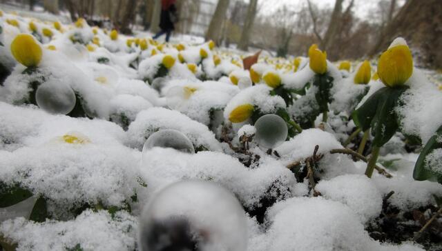 Zarte Gebilde in zarten Blüten