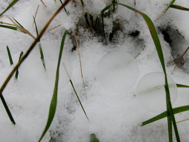 Man muss schon genau hinsehen, die drei zarten Gebilde erkennt man nicht gleich.