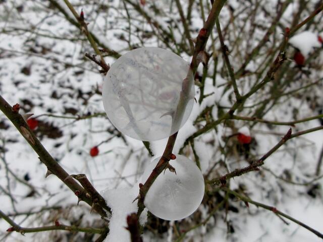 Filigrane Schönheiten