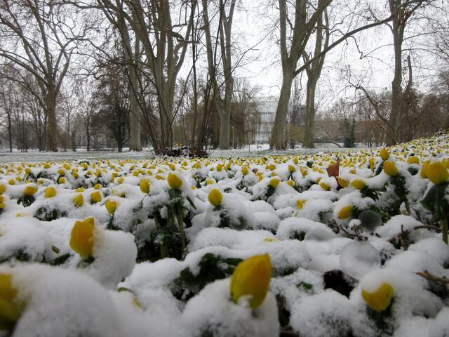 Wunderschön ist das große Vorkommen der Winterlinge vor dem Freibad
