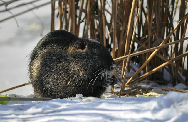 Einfach goldig wie er an seinem Eisstück nuckelt | Foto: Daniela Somers