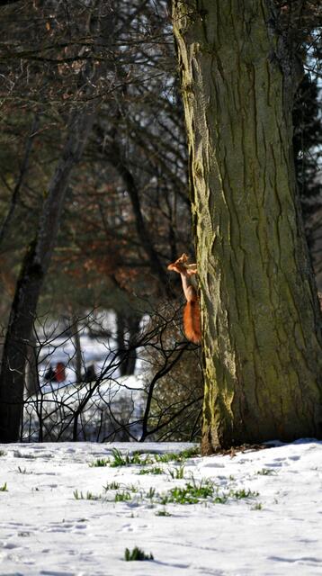 Und schnell rauf auf den Baum | Foto: Daniela Somers