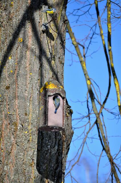 Ein Meise inspiziert das neue Heim. Die Andere schaut ob er es auch richtig macht. | Foto: Daniela Somers