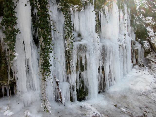 Ganz anders wie in Kirchheim ist hier die Wand mit Efeu bewachsen, was wunderliche Gebilde hervorbringt.