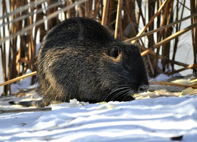 Junger Nutria | Foto: Daniela Somers