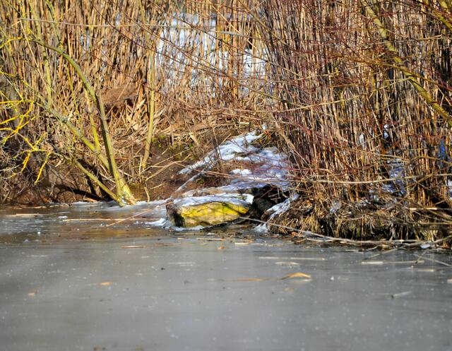 Und schon verschwindet sie im Gebüsch | Foto: Daniela Somers