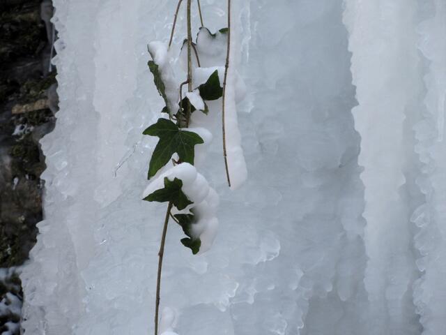 Efeu-Schnee-Eis