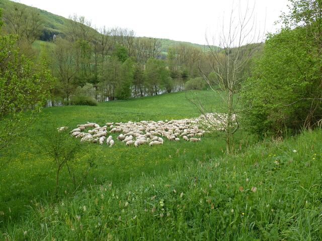 April _ Mein Lieblingsplatz ist von einer Schafherde besetzt