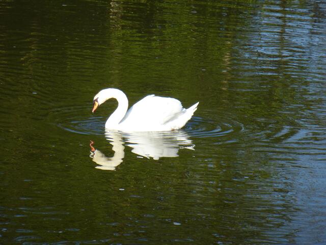 März _ Der Schwan scheint seine Schönheit zu bewundern