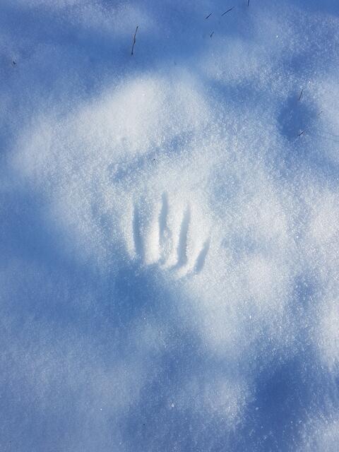 Januar _ Auf Spurensuche im Schnee