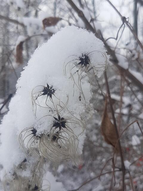 Dezember _ Waldrebe mit üppiger, aber leichter Schneehaube