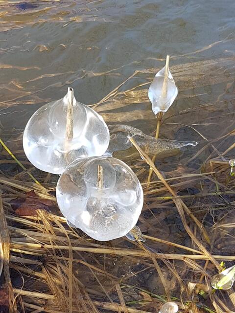 Februar _ Meisterwerke der Natur