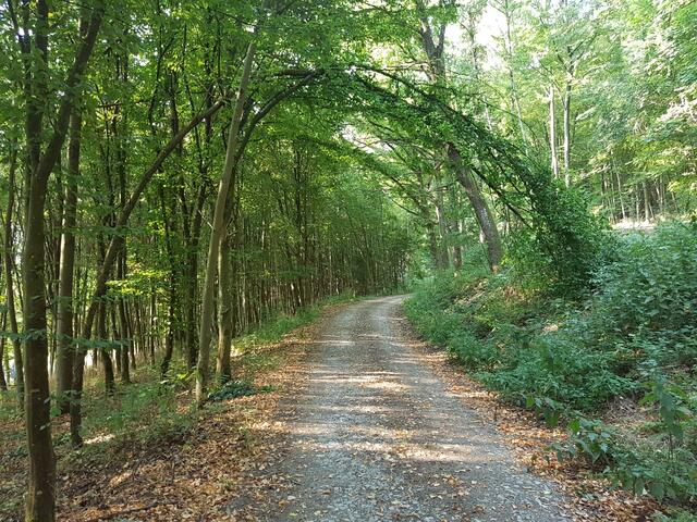 August _ Der Weg am Kocher bietet seinen Schatten an