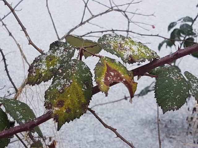 Dezember _ Gezuckerte Brombeerblätter am vereisten Biotop