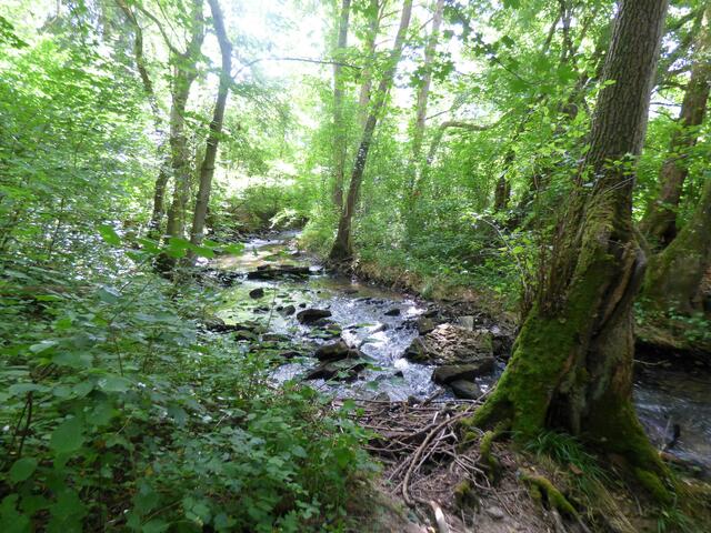 Im idyllisch verwunschenen Bannwald
