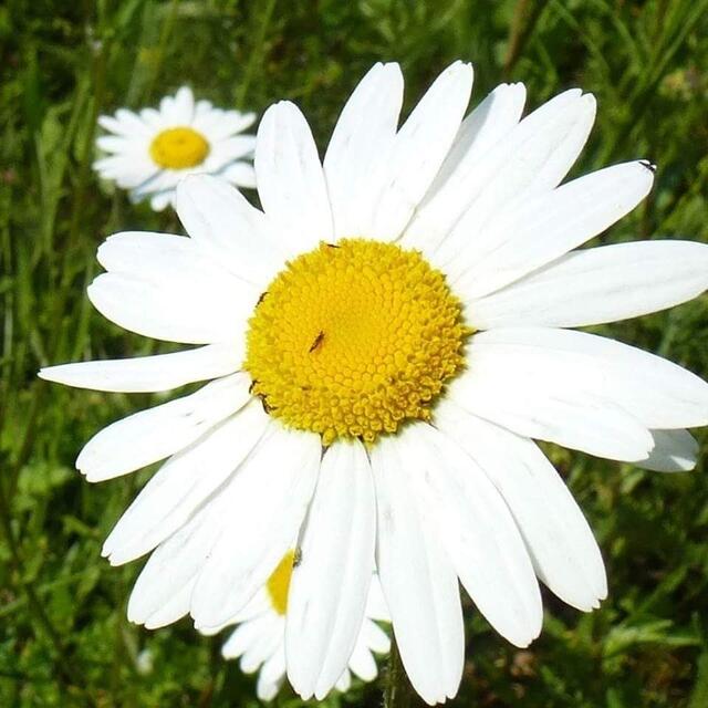 Juni _ Margeriten sind für mich die liebsten Sommerblumen