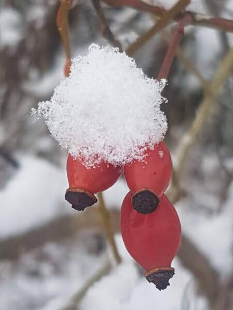 Dezember _ Hagebutten mit Schneehäubchen