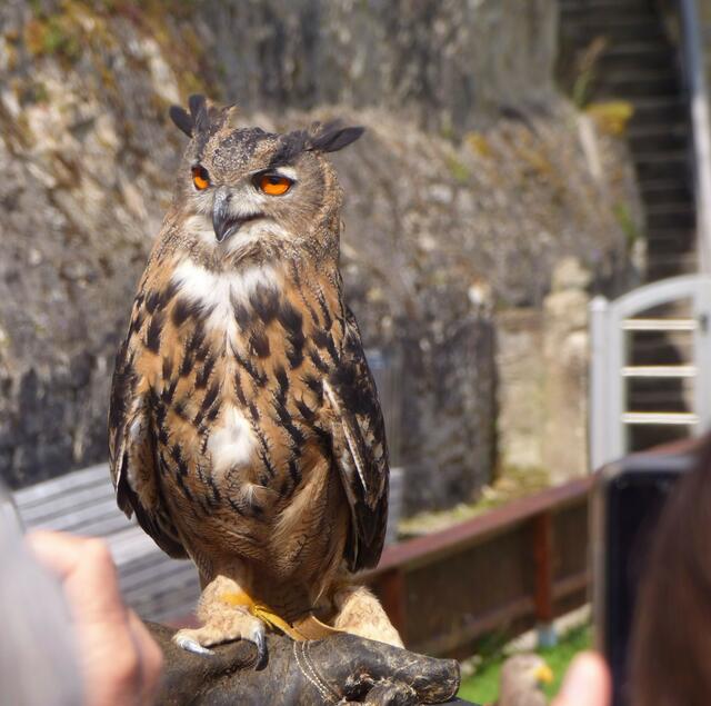 Der Uhu sieht wunderschön aus - vor allem die Augen fand ich faszinierend.