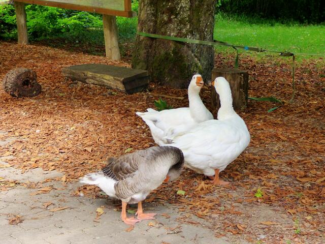 Richtig schöne Gänse "kümmern" sich um die Sommersmühle - hier halten sie wohl ein Schwätzchen :-)