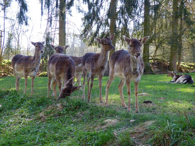 Rehe im Damwildgehege.