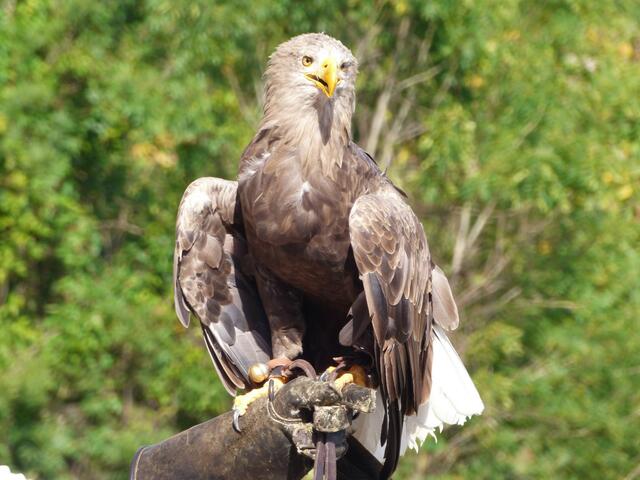 Ein Adler